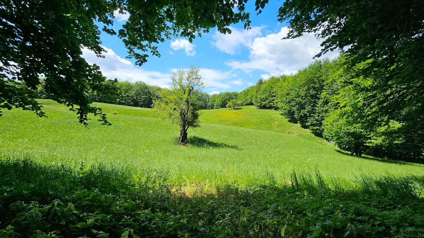 Gently sloping lot with grass and a few trees before the courtyard house was built